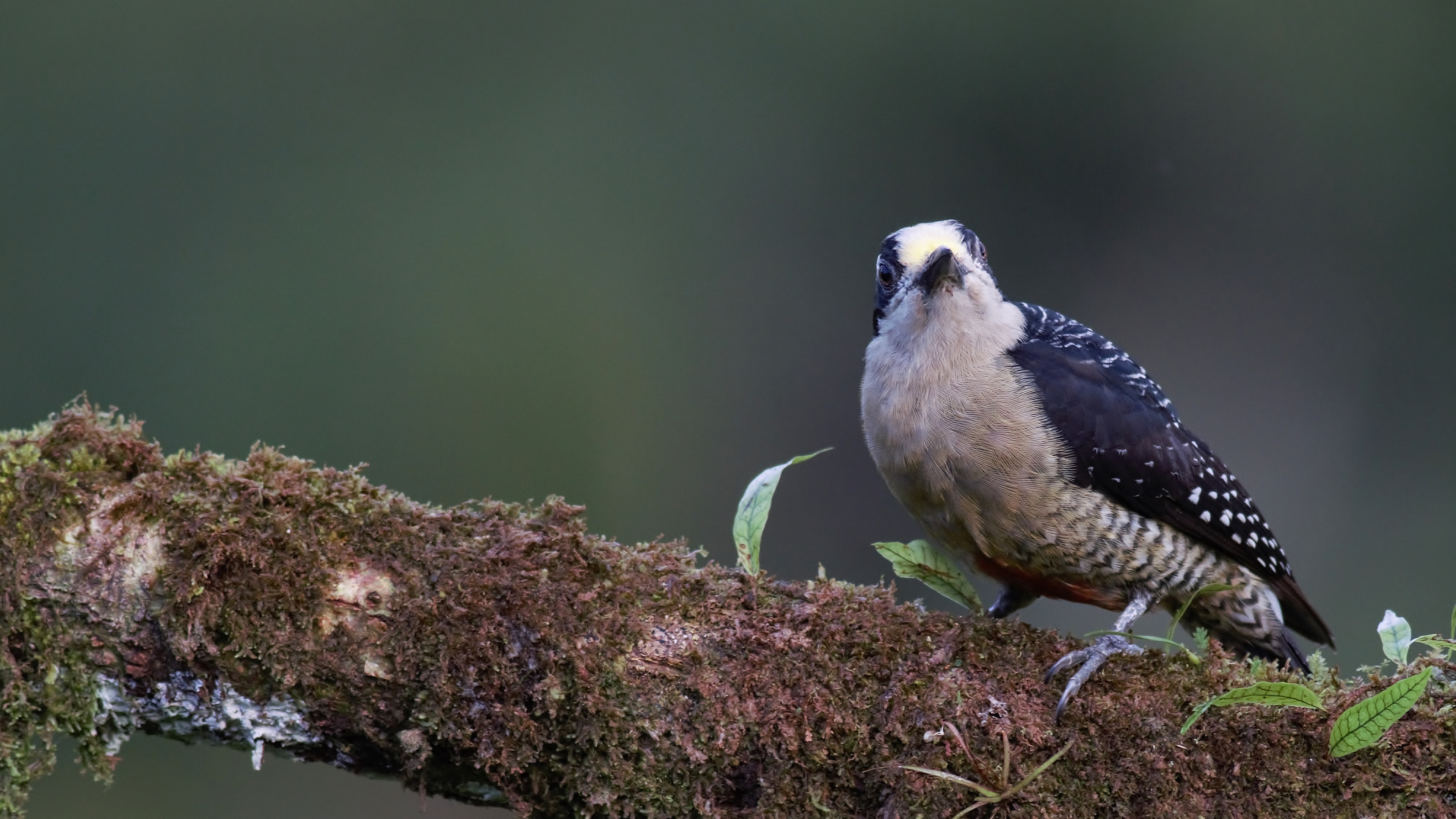Red-crowned Woodpecker
